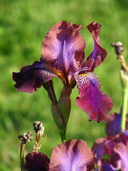 Photo of Arilbred Iris (Iris 'Afrosiab') uploaded by robertduval14
