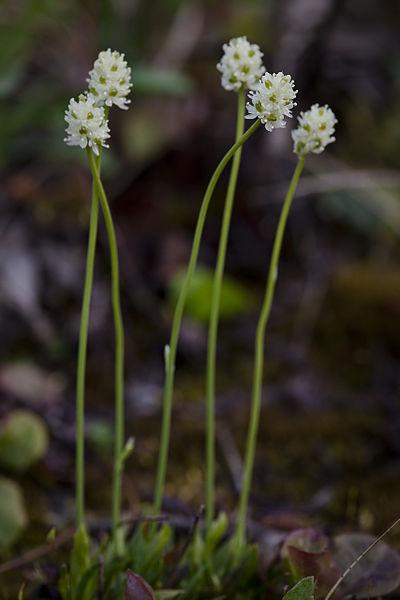 Photo of Northern asphodel (Tofieldia coccinea) uploaded by robertduval14