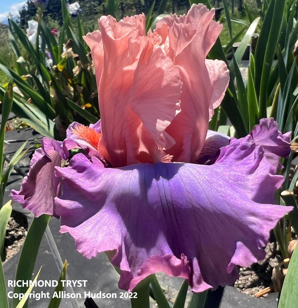Photo of Border Bearded Iris (Iris 'Richmond Tryst') uploaded by allisonhudso
