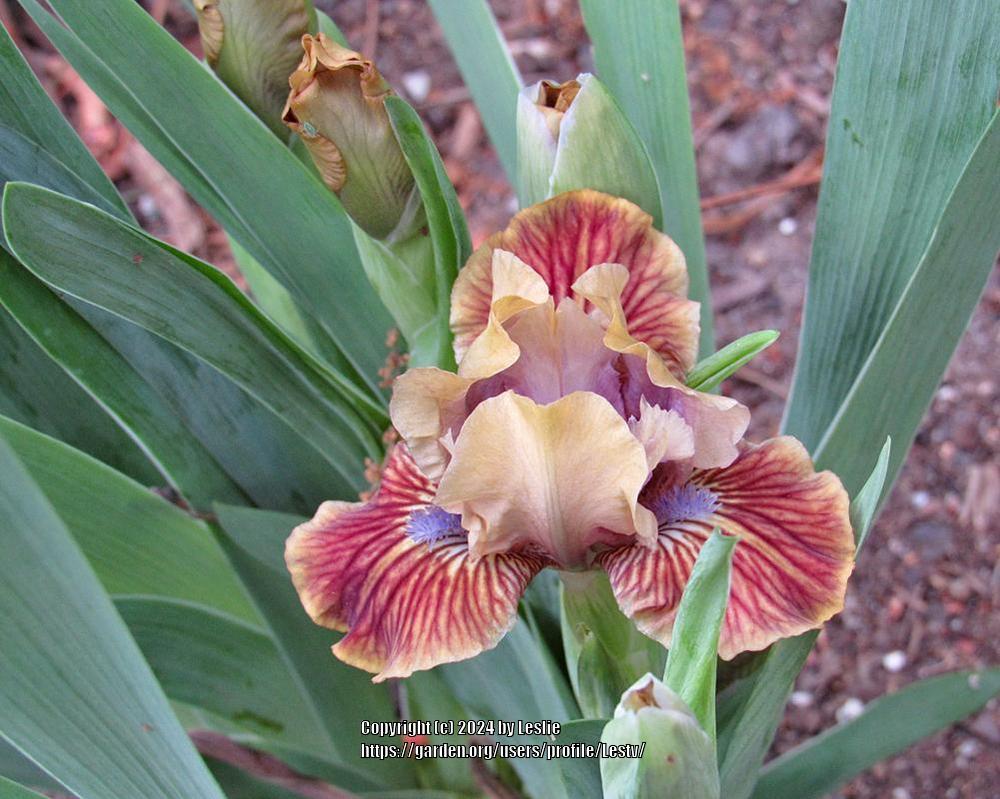 Photo of Standard Dwarf Bearded Iris (Iris 'Bacon and Eggs') uploaded by Lestv