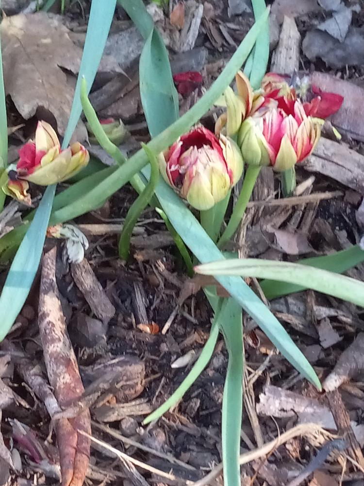 Photo of Tulip (Tulipa humilis 'Samantha') uploaded by RickM